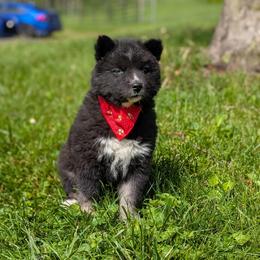 Janis - Black and white Siberian Husky puppy in Coshocton, Ohio from Wyant Farms