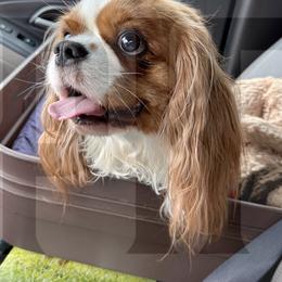 Blessing - Cavalier King Charles Spaniel