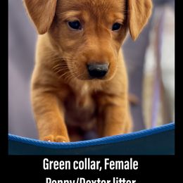 Labrador Retriever Puppies from Bluegrass Labradors