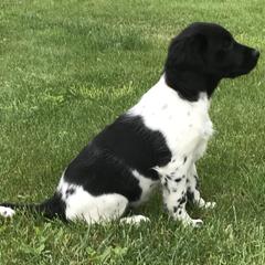 Stabyhoun Puppies from Seven Pines Stabyhouns