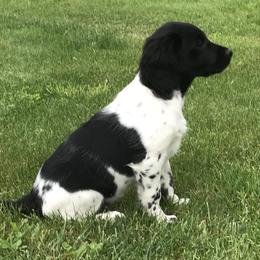 Stabyhoun Puppies from Seven Pines Stabyhouns