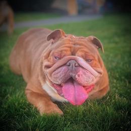 Prada - Fawn female Bulldog puppy in Seattle, Washington from Authentic Bullys