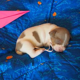 Amelia - Fawn and white female Teddy Roosevelt Terrier puppy in Carpenter, Wyoming from Wabbitfire Teddy Roosevelt Terriers