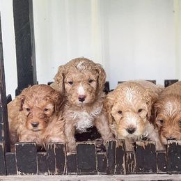 Cavapoos from Cub Creek Cavapoos