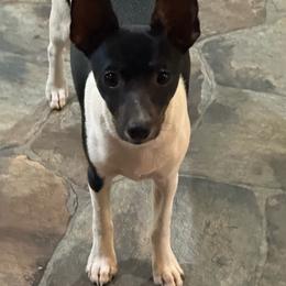 Isla - Rat Terrier