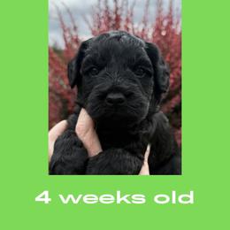 Vader - Black male Australian Labradoodle puppy in Beavercreek, Oregon from Auburn Sky Labradoodles