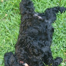 Poodle Puppies from Angel's Star Poodles