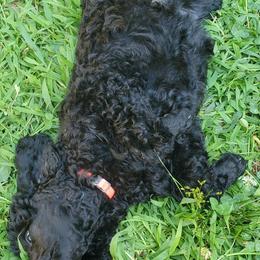 Poodle Puppies from Angel's Star Poodles