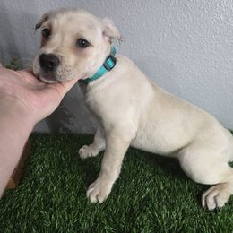 Teal blue collar - Fawn female Cane Corso puppy in St. Augustine, Florida from RG2 Cane Corsos