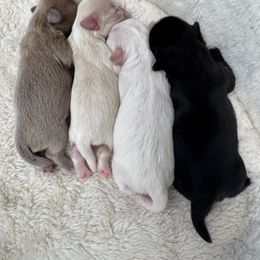 Shih Tzu puppies from Shih Tzu Hauz