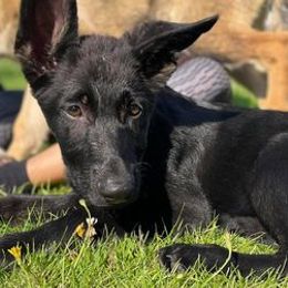 Cane Corso, German Shepherds, and Rottweilers from Tribal K9