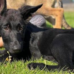 Cane Corso, German Shepherds, and Rottweilers from Tribal K9