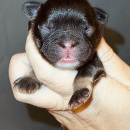 Cocoa and Tan - Tricolors male French Bulldog puppy in Harmony, North Carolina from Schuster Haus