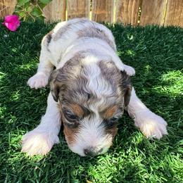 Beast - Blue merle male Aussiedoodle puppy in Bakersfield, California from Annie's Aussies