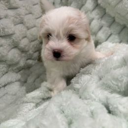 White boy cream ears - White male Coton de Tulear puppy in Pflugerville, Texas from Beethoven’s Cotons