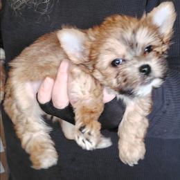 Sammy - Gold male Yorkshire Terrier puppy in Rogersville, Tennessee from Guys'N' Dolls Yorkshire Terriers