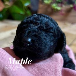 Poodle Puppies from Wild Grace Farm Pups