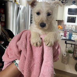 Scottish Terrier Puppies from Pilot Mtn Scottie’s