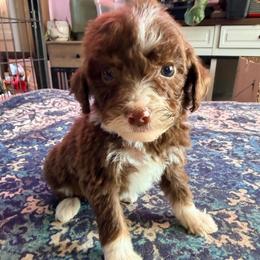 Nova - with training - Tri-color female Bernedoodle puppy in Boonville, North Carolina from Doods & Dolls