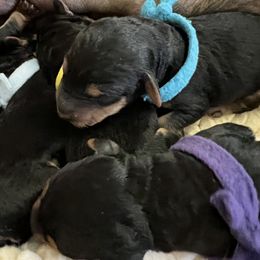 Boy 2 - Airedale Terrier puppy in Farmington Hills, Michigan from Timberwyck Airedales