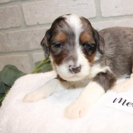 Merle female - Tri-color female Bernedoodle puppy in Mississippi from Ewing Acres