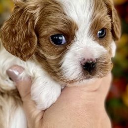Snack - Blenheim male Cavapoo puppy in Cedar City, Utah from Cedar Sprout Puppies