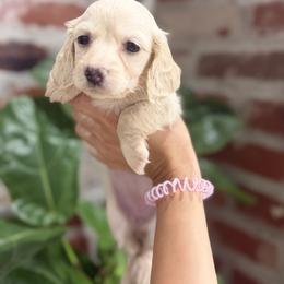 Dachshund Puppies from Bayou d’Elara Dachshunds