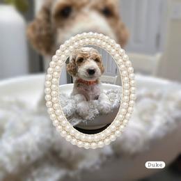 Duke - Parti male Goldendoodle puppy in Richmond, Virginia from Highland Grove Doodles, LLC