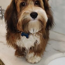 Asher - Havanese