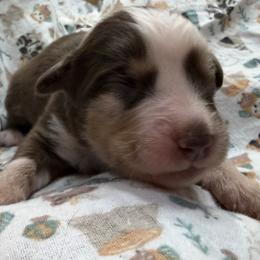 3 - Red tri male Miniature Australian Shepherd puppy in Cedar Creek, Texas from Rowdy Ranch Tx