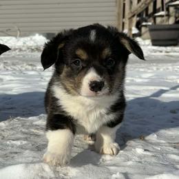Boy 1 - Black and tan male American Corgi puppy in Portland, North Dakota from Sliding stop corgis