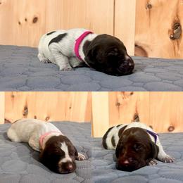 Girl 2 - White and liver female German Shorthaired Pointer puppy in Payneville, Kentucky from Roan Point Kennel