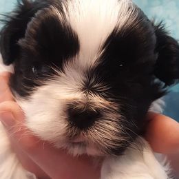 Miniature Schnauzers and Shih Tzus from Playhouse Puppies