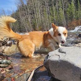Zaki - Cardigan Welsh Corgi
