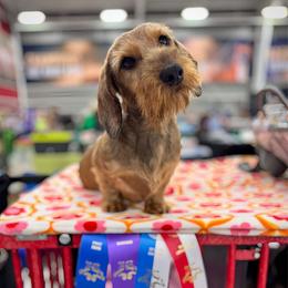 Remi - Dachshund