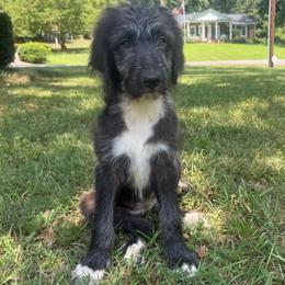Natasha (Black Widow) - female Australian Mountain Doodle puppy in Williamston, South Carolina from Sassy Bob’s Dogs