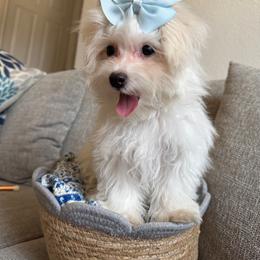 Blossom - White female Maltese puppy in Dallas, Texas from Dallas Darling Maltese