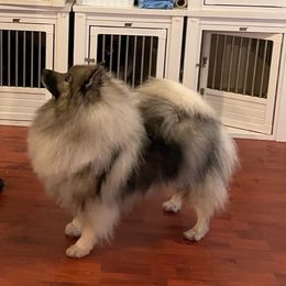 Megan - Keeshond