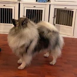 Megan - Keeshond