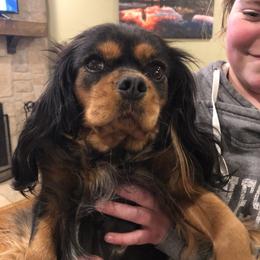 Clover - Cavalier King Charles Spaniel