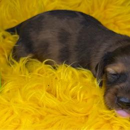 One - Dapple male Dachshund puppy in Salyersville, Kentucky from Lavendell Dachshunds