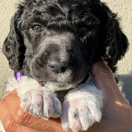 Trixie - Parti female Poodle puppy in Tampa, Florida from Enjoy Life Poodles