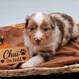 Chai - Red merle female Miniature Australian Shepherd puppy in Apache Junction, Arizona from Circle T Mini Aussies