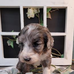 Aussiedoodle and Goldendoodle Puppies from Hunting Creek Kennels