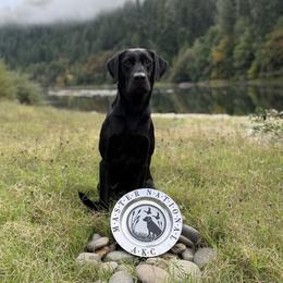 Bama - Labrador Retriever