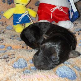 Quartz White Collar - Black and red female German Shepherd puppy in Hillsboro, Indiana from Salty Raccoon Ranch German Shepherds