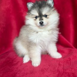 Noelle - Gray and white female Pomsky puppy in Coos Bay, Oregon from Ocean View Pomskies