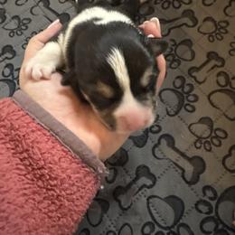 Boy 6 - Black and tan male Pembroke Welsh Corgi puppy in Washington from KB Corgis