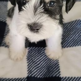 Miniature Schnauzers from Farris Schnauzer Puppies