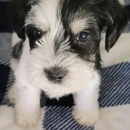 Miniature Schnauzers from Farris Schnauzer Puppies